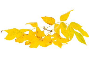 Sarı sonbahar yaprakları beyaz arkaplanda izole