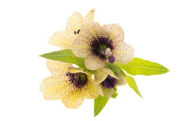 Beyaz arkaplanda izole edilmiş Belladonna çiçeği