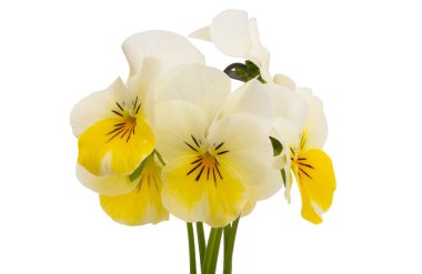 Beyaz arkaplanda izole edilmiş hanım evlatları