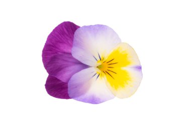 Beyaz arkaplanda izole edilmiş hanım evlatları