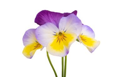 Beyaz arkaplanda izole edilmiş hanım evlatları