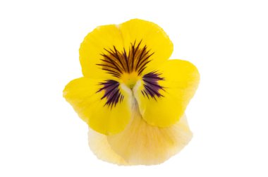 Beyaz arkaplanda izole edilmiş hanım evlatları