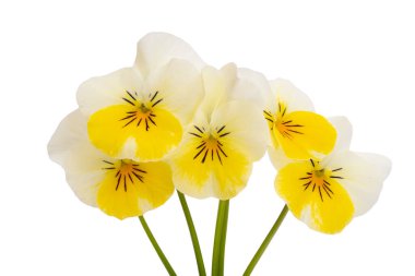 Beyaz arkaplanda izole edilmiş hanım evlatları