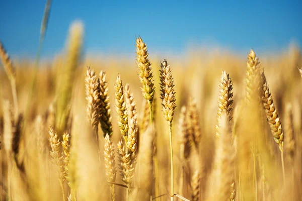 Pšeničné Pole Slunečného Dne — Stock fotografie