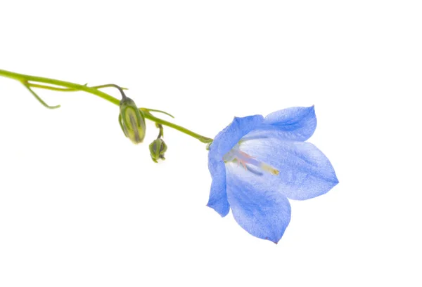 Bluebells Flowers Isolated White Background — Stock Photo, Image