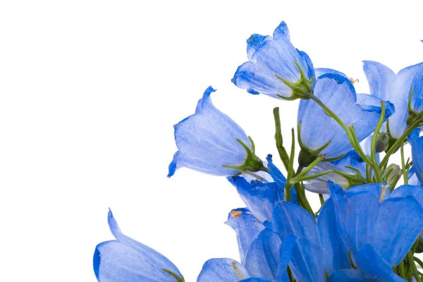 Bluebells Bloemen Geïsoleerd Witte Achtergrond — Stockfoto