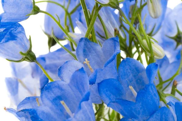 Flores Bluebells Aisladas Sobre Fondo Blanco — Foto de Stock