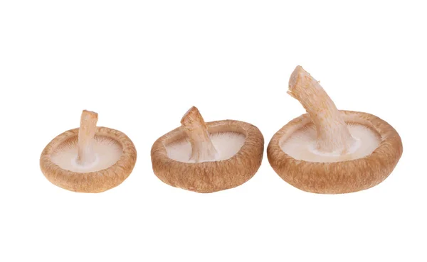 Cogumelos Shiitake Isolados Sobre Fundo Branco — Fotografia de Stock