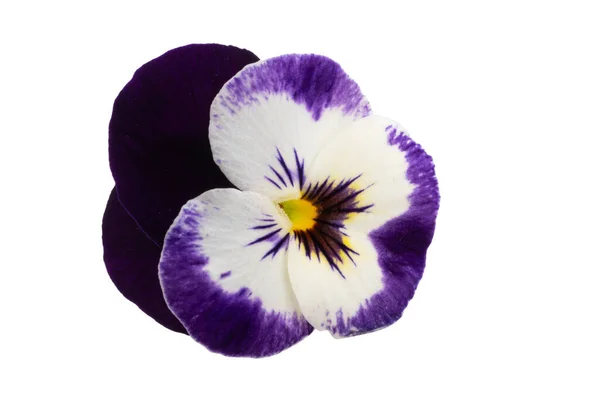 Pansies Isolated White Background — Stock Photo, Image