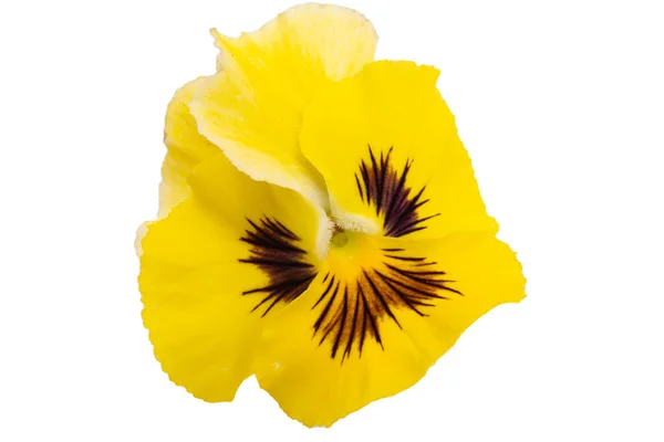 Pansies Isolated White Background — Stock Photo, Image