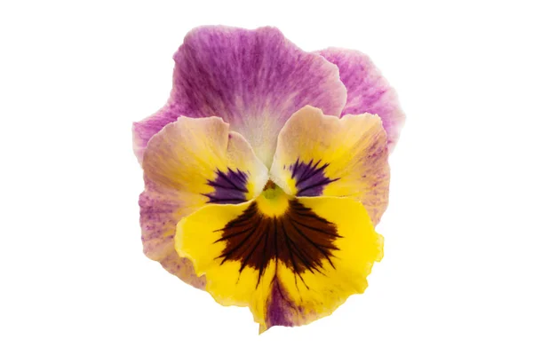 Pansies Isolado Fundo Branco — Fotografia de Stock