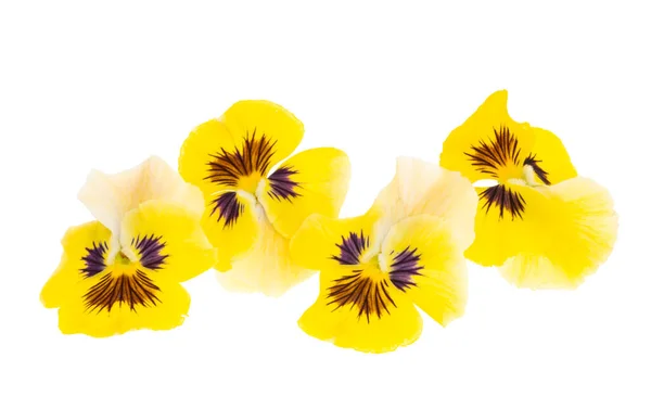 Pansies Isolées Sur Fond Blanc — Photo