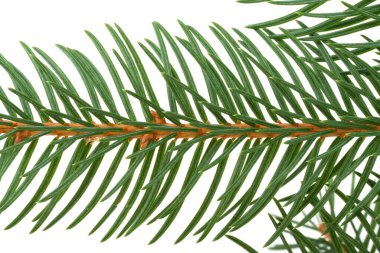 Beyaz arkaplanda izole edilmiş köknar dalı