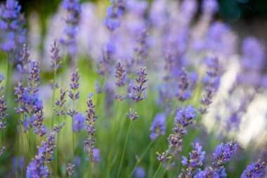 Yazın bir tarlada açan lavanta