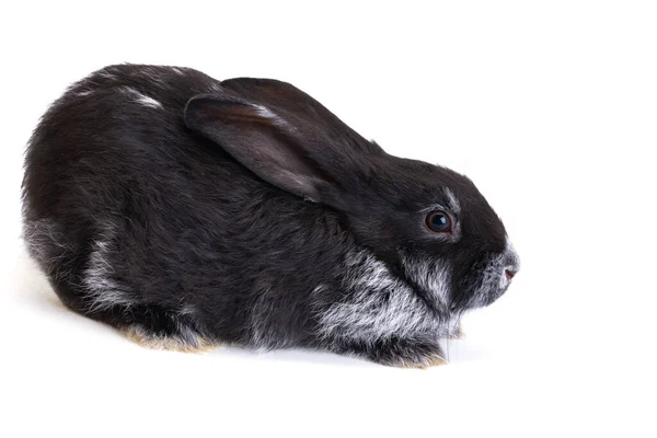 Lapin Noir Isolé Sur Fond Blanc — Photo