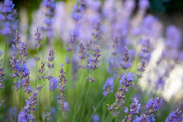 Цвітіння Лаванди Полі Влітку — стокове фото