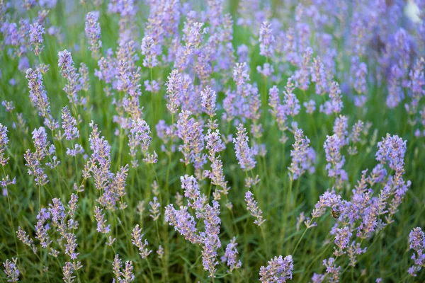 Lavanda Que Florece Campo Verano —  Fotos de Stock