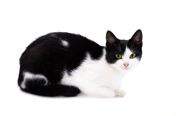 Black White Cat Isolated White Background — Stock Photo, Image