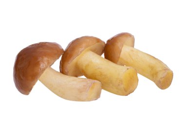 Beyaz arka planda izole edilmiş Boletus mantarı