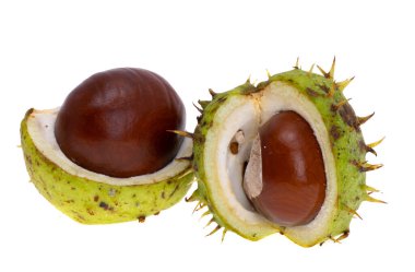 kestane rengi beyaz arkaplanda izole