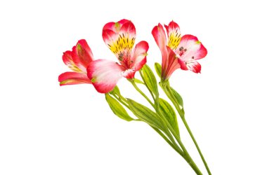 Beyaz arka plan üzerinde izole alstroemeria