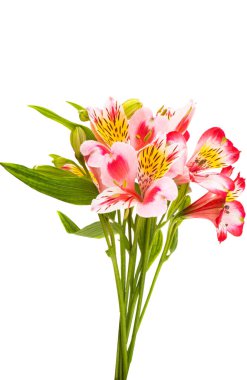 Beyaz arka plan üzerinde izole alstroemeria
