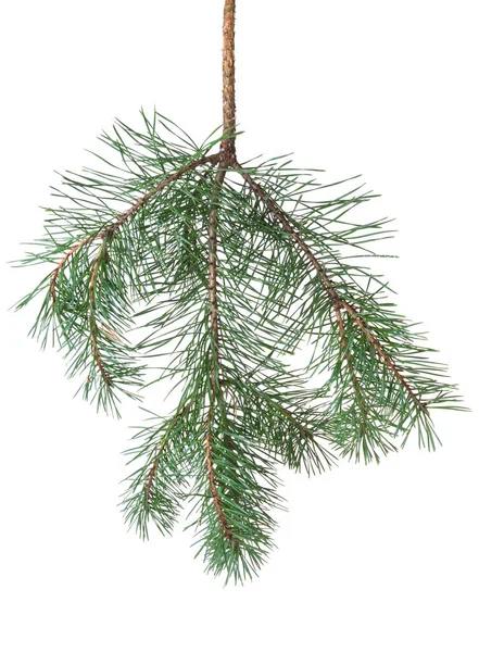Pine Branch Isolated White Background — Stock Photo, Image