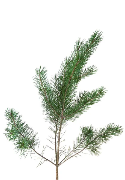 Pine Branch Isolated White Background — Stock Photo, Image