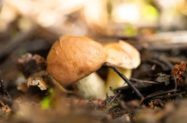 Cogumelos Uma Floresta Pinheiro Outono — Fotografia de Stock