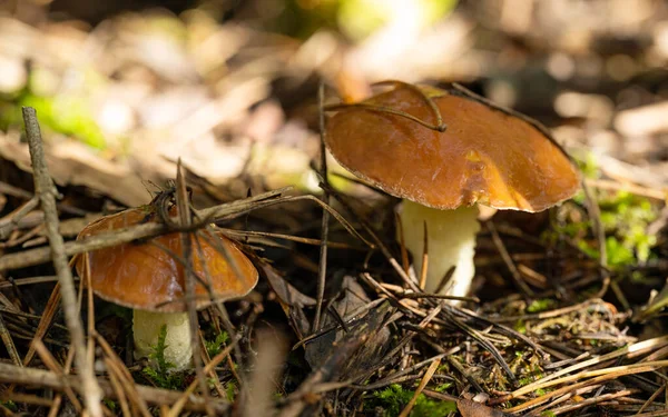 秋天松林里的蘑菇 — 图库照片