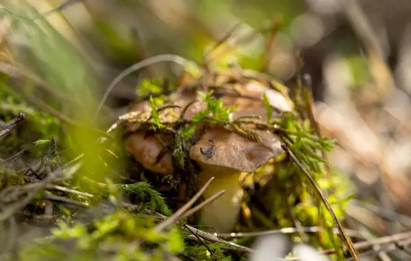 Cogumelos Uma Floresta Pinheiro Outono — Fotografia de Stock