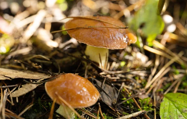 Cogumelos Uma Floresta Pinheiro Outono — Fotografia de Stock