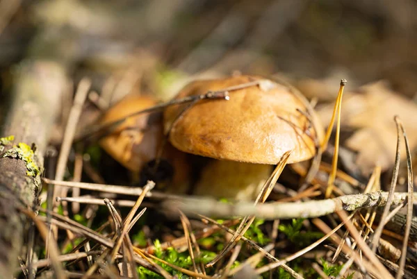 Funghi Una Pineta Autunno — Foto Stock