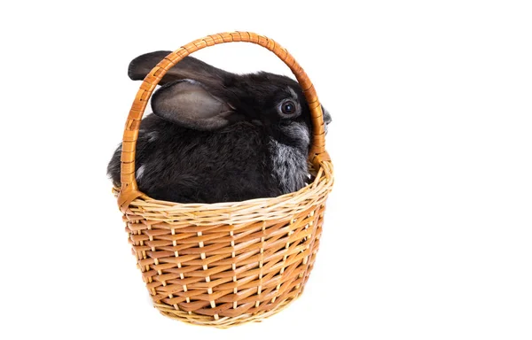 Beyaz Arka Planda Izole Edilmiş Sepetteki Tavşan — Stok fotoğraf