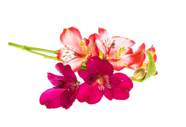 Alstroemeria Isolated White Background — Stock Photo, Image