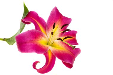 Beyaz arkaplanda izole edilmiş zambak çiçeği