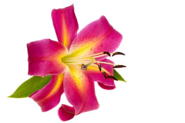 Beyaz arkaplanda izole edilmiş zambak çiçeği