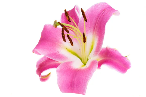 Цветок Лилии Белом Фоне — стоковое фото