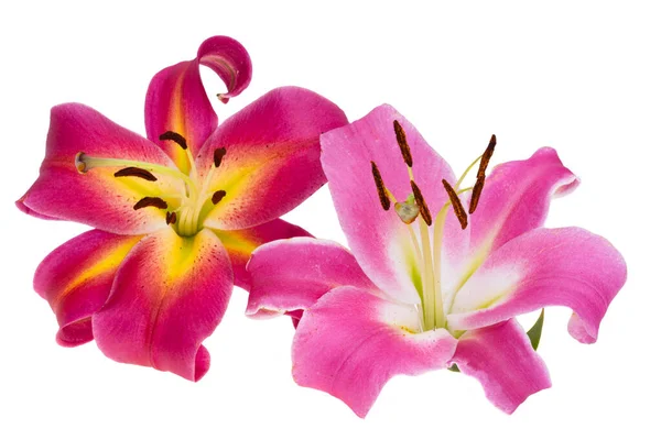 Цветок Лилии Белом Фоне — стоковое фото