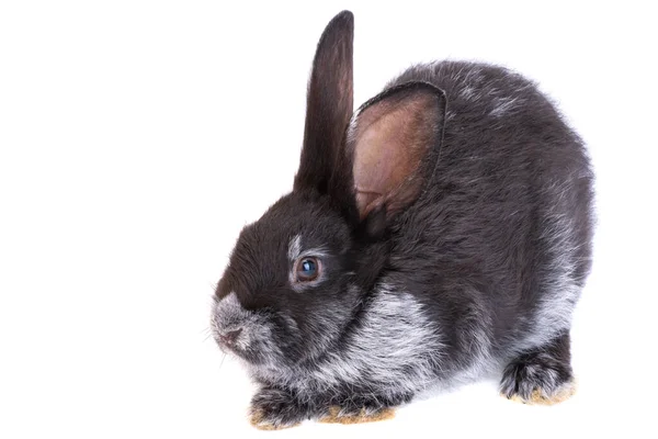 Черный Кролик Изолирован Белом Фоне — стоковое фото
