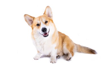 Beyaz arkaplanda izole edilmiş Welsh corgi