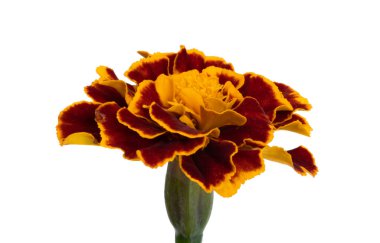 beyaz arkaplanda izole edilmiş kadife çiçekleri