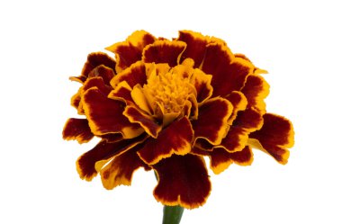 beyaz arkaplanda izole edilmiş kadife çiçekleri