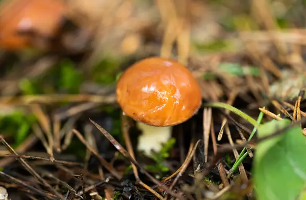 Cogumelos Uma Floresta Pinheiro Outono — Fotografia de Stock