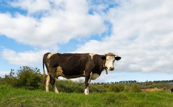 阳光明媚的日子 奶牛在草地上吃草 — 图库照片