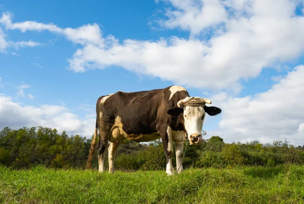 Vaca Pastando Prado Dia Ensolarado — Fotografia de Stock