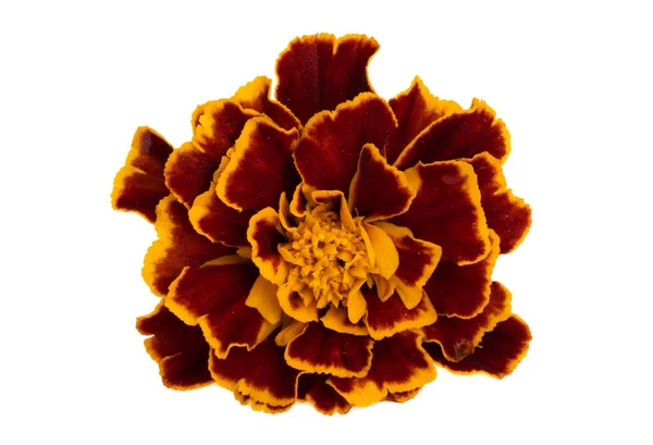 Ringblomma Blommor Isolerad Vit Bakgrund — Stockfoto