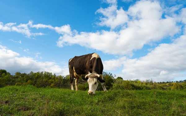 阳光明媚的日子 奶牛在草地上吃草 — 图库照片