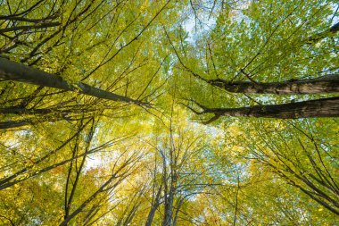 Güneşli bir günde sonbahar ormanı manzarası