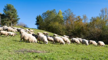 Otlakta otlayan koyunlar